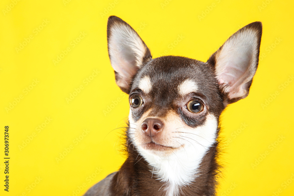 Chihuahua dog on yellow background
