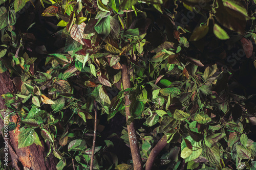 artificial leaves on a real tree