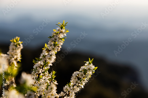Close up of a little white flowers branches