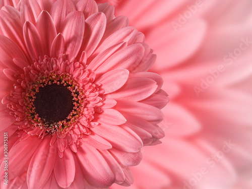  image of a beautiful red flower close-up