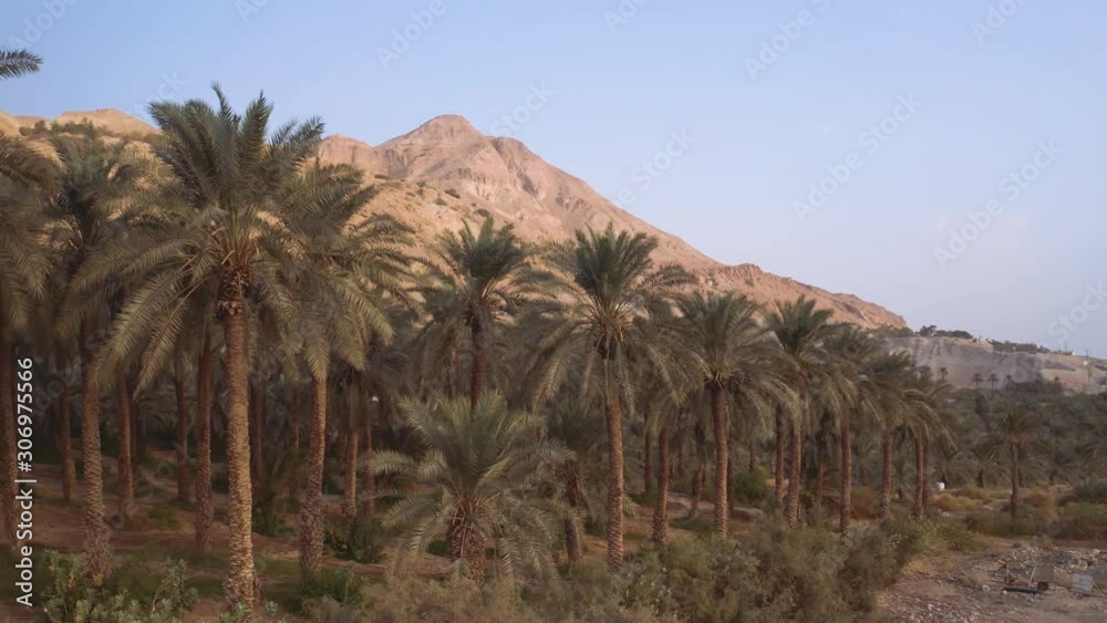 Palm trees plantation near the dead sea, Israel, 4k aerial drone view Palm trees plantation near the dead sea, Israel, 4k aerial drone view