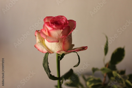 pink rose on background