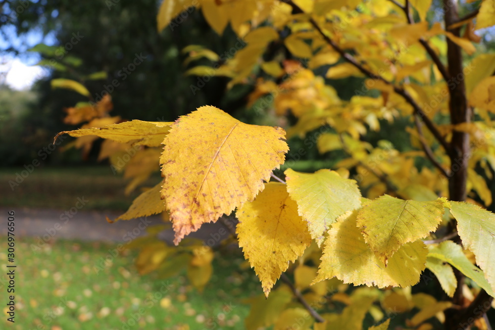 Closeup of yellow leaves in autumn with blurry background and copy space