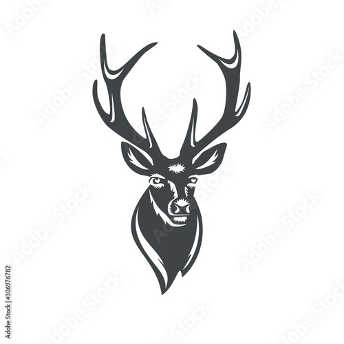 Portrait of a deer with horns