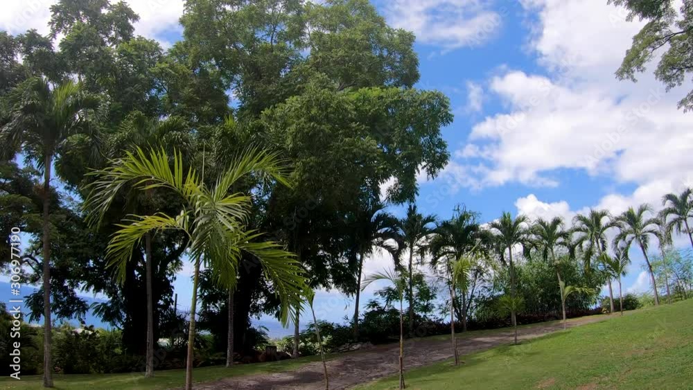 A low angle steady panning shot of beautifully manicured palm trees along a walking path. A low angle steady panning shot of beautifully manicured palm trees along a walking path.