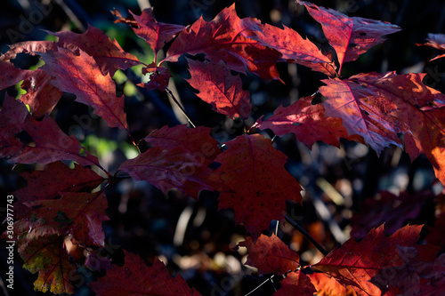 Wallpaper Mural Red oak leaves in the glow of light. Torontodigital.ca