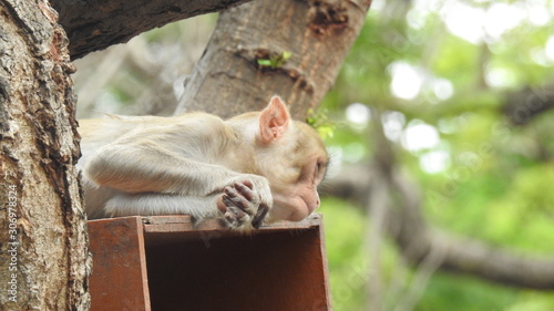 Photography Baby monkey by its mother's side close-up