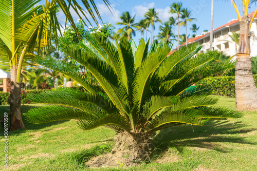 Sago Palm Tree in Punta Cana  Dominican Republic.