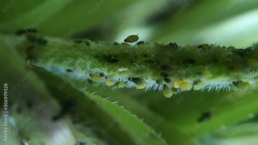 Green plant lice 