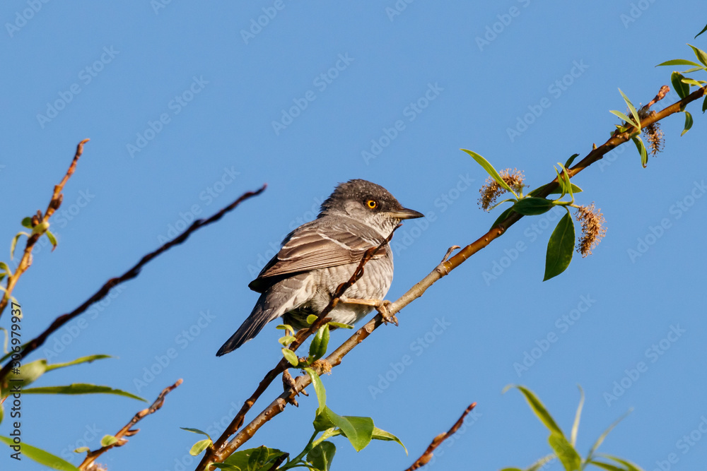 Barred warbler sylvia nisoria sitting on top of bush. Cute rare songbird in wildlife. Barred warbler sylvia nisoria sitting on top of bush. Cute rare songbird in wildlife.