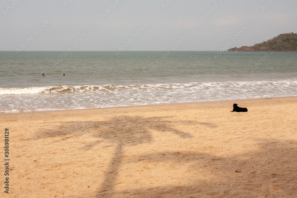 shadow of a palm tree on Palolem beach
