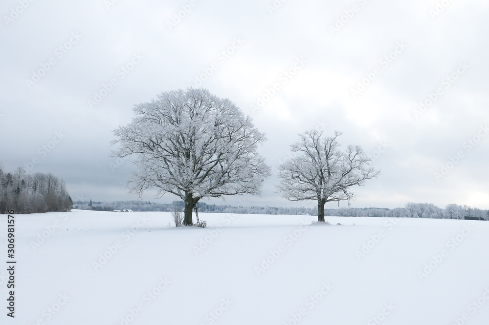 winter landscape with trees and snow winter landscape with trees and snow