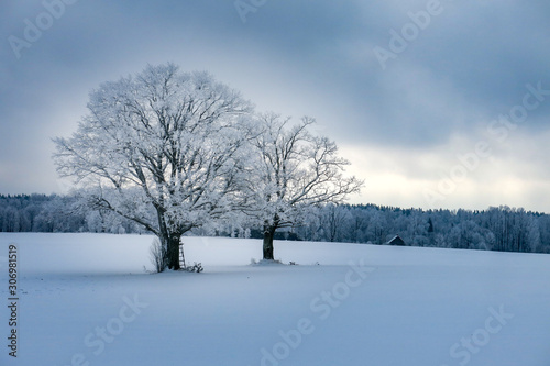 winter landscape with trees and snow © LINDA