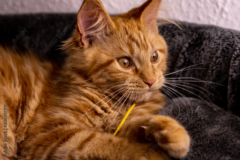 Naklejka premium Katze 10