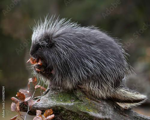 Porcupines Elvis and Presley