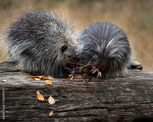 Porcupines Elvis and Presley