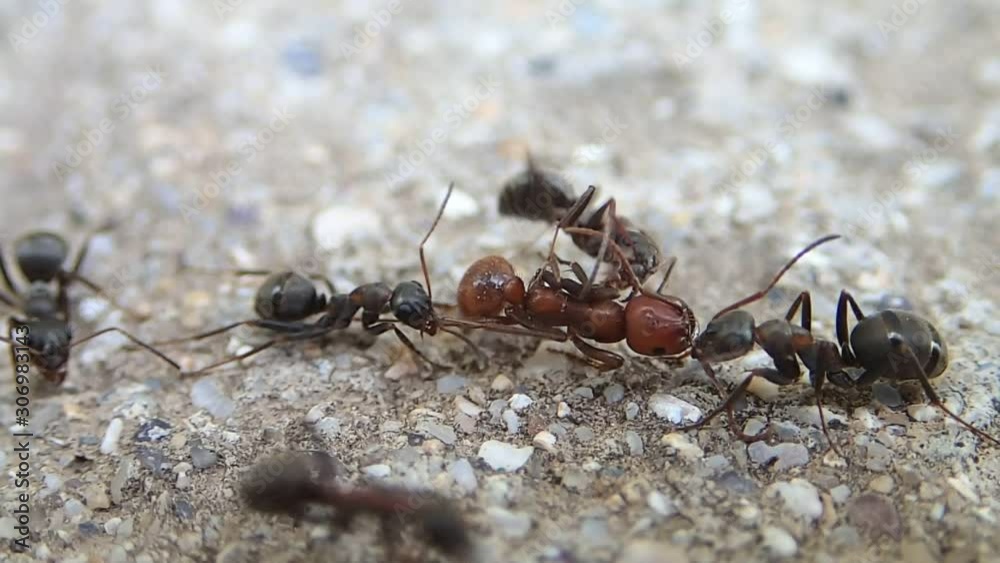 Formica ants trying ti fill an Amazon ant (red) Formica ants trying ti fill an Amazon ant (red)
