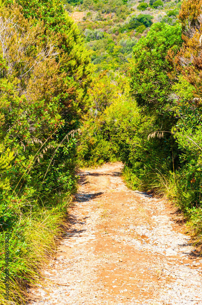 Obraz premium Dirt road through the bushes. Scenic landscape view on the overgrown rocky mountains in Cilento and Vallo di Diano National Park in Campania region in Italy. Italian nature