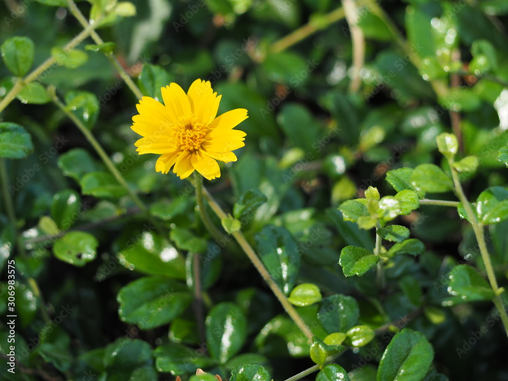 flower in the garden flower in the garden