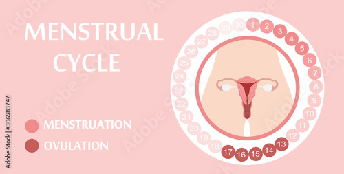 Menstrual cycle. Planner Design.