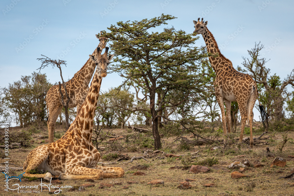 Obraz premium Giraffe