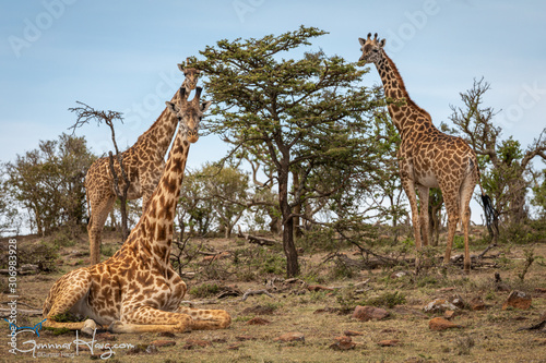 Photography Giraffe