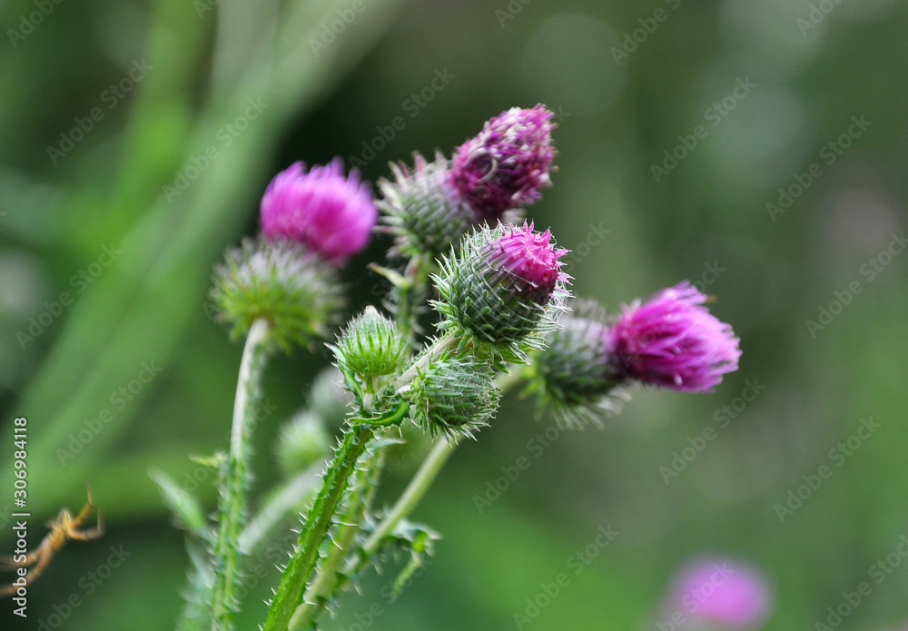 In the meadow among herbs blooms thistle (Carduus) . In the meadow among herbs blooms thistle (Carduus) .