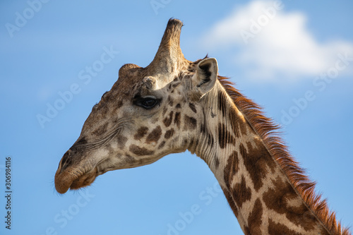 Photography Giraffe