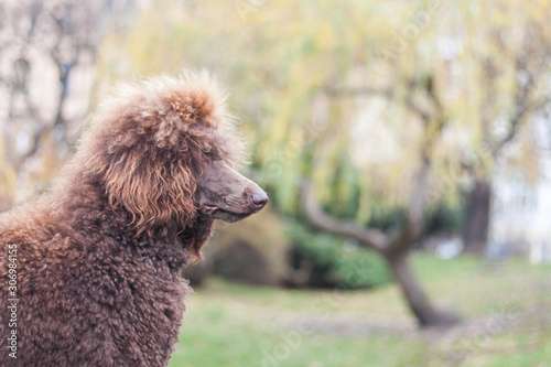 Portrait of a groomed furry adorable brown hair standard poodle