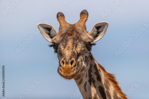 Giraffe © GunnarImages
