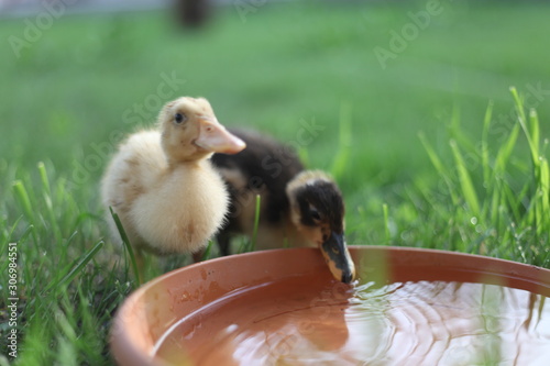 Foto Two small ducklings drinking water from bowl
