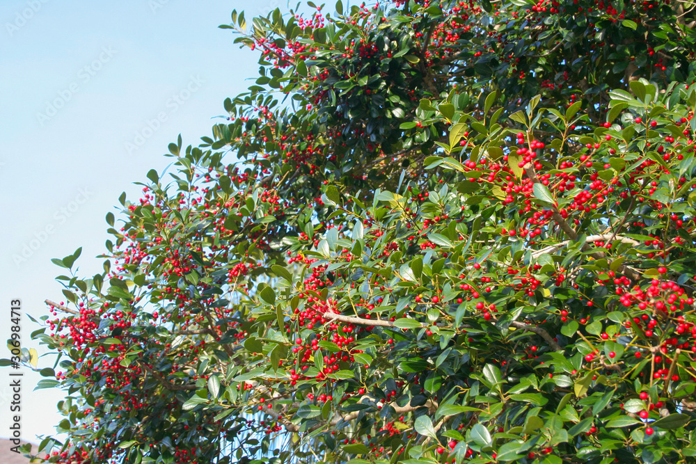Christmas Tree with Berries
