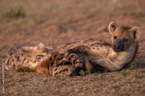 Hyena