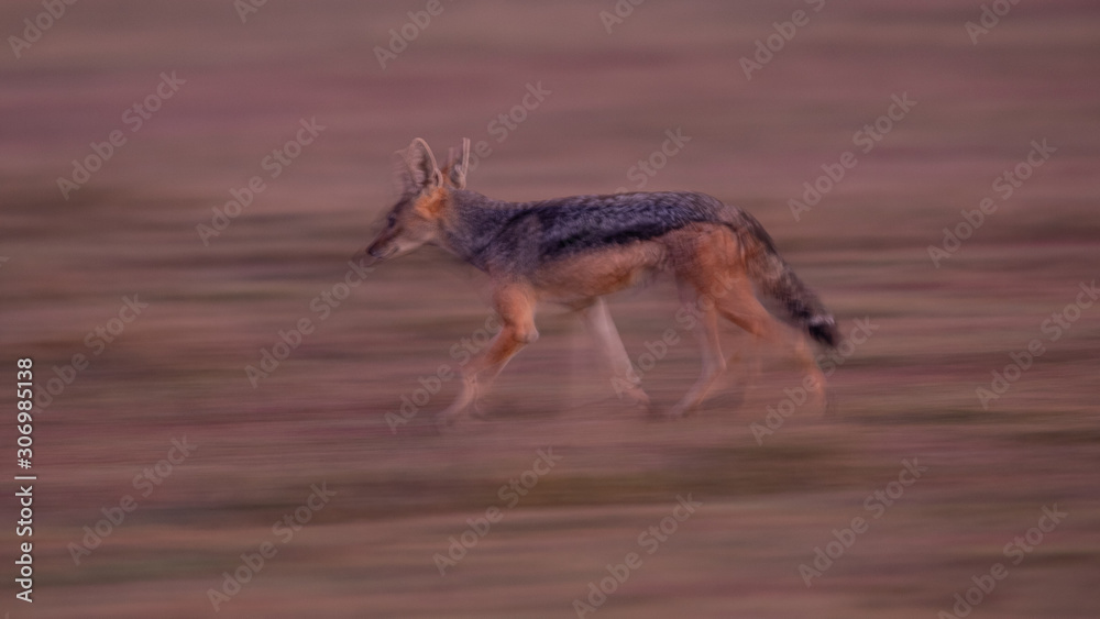 Jackal Jackal