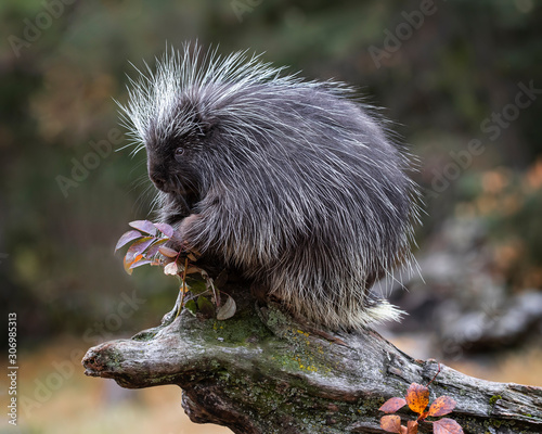 Porcupines Elvis and Presley