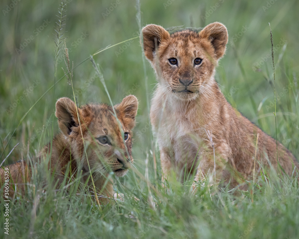 Lion Lion