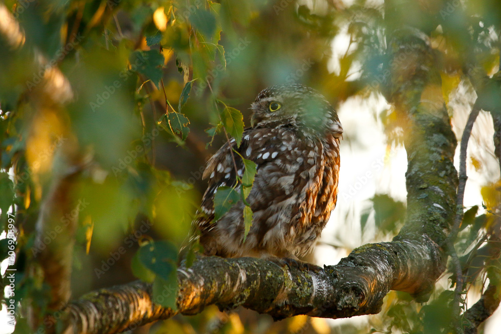 Obraz premium little owl in tree