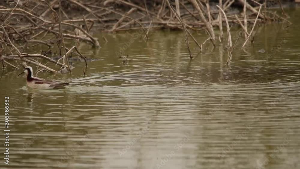 Wilson's Phalarope spinning on the water for feeding Wilson's Phalarope spinning on the water for feeding