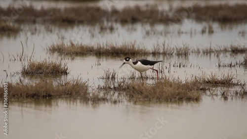 Wilson's Phalarope walking on the mud for feeding photo