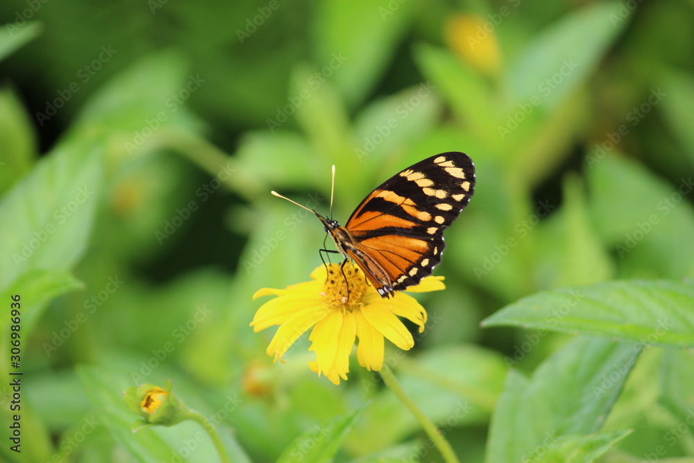 Fototapeta premium Borboleta Amarela