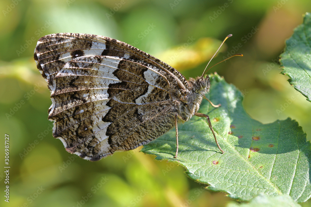 Fototapeta premium Black butterfly (Brintesia circe)