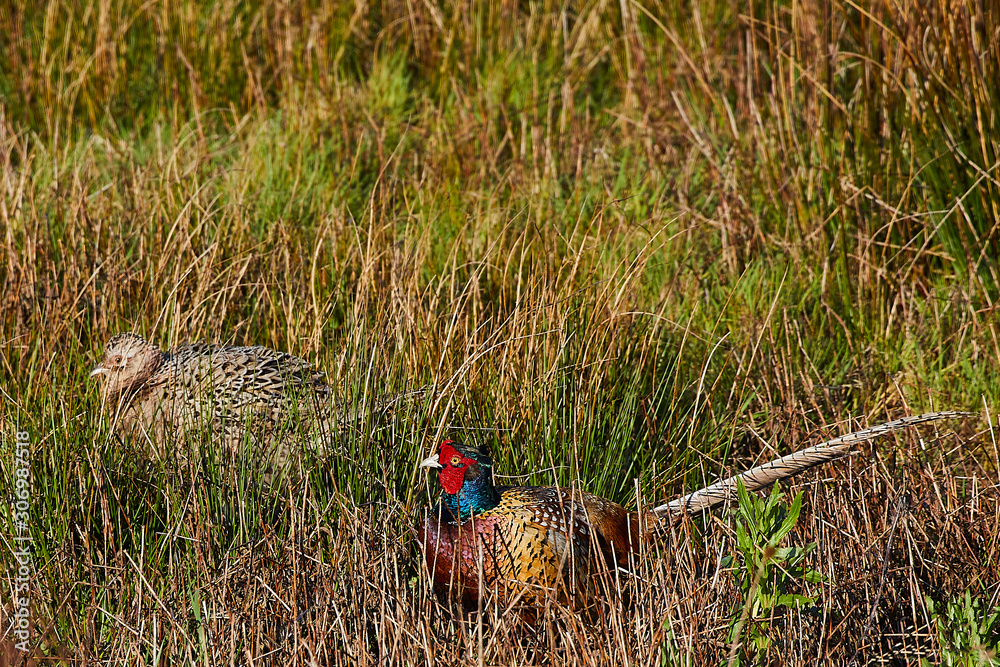 Naklejka premium henne hahn fasan