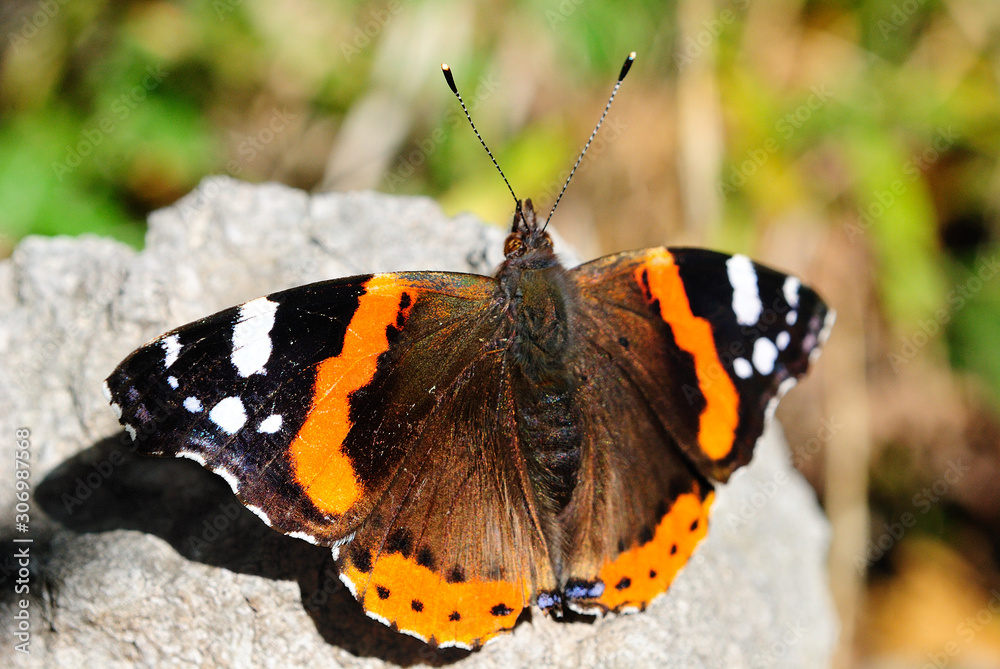 Vanessa cardui is a well-known colourful butterfly, known as the painted lady