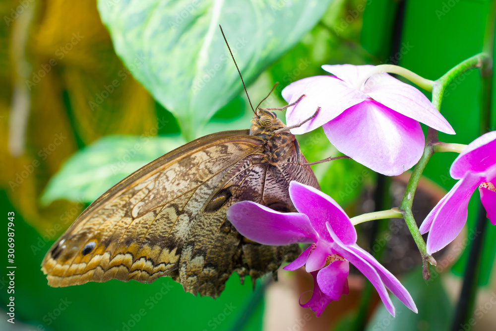 Fototapeta premium Caligo memnon, the giant owl or pale owl, is a butterfly of the family Nymphalidae.