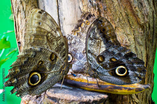 Caligo memnon, the giant owl or pale owl, is a butterfly of the family Nymphalidae. photo