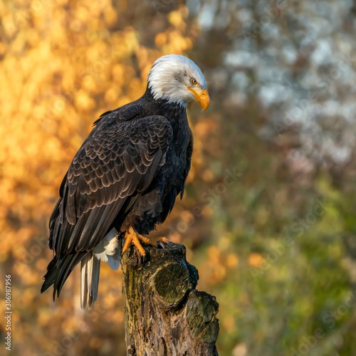 Beautiful and majestic bald eagle / American eagle (Haliaeetus leucocephalus) on a branch. Autumn background with yellow, brown and green colors. Noord Brabant in the Netherlands.