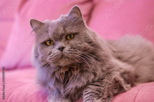 Fototapeta Naklejka Na Ścianę i Meble -  Muzzle of gray big long-haired British cat lies on a pink sofa. Concept weight gain during the New Year holidays, obesity, diet for the cat. Offended face cute Fold British..