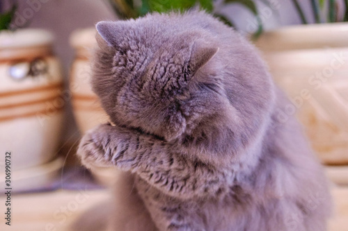 gray fluffy purebred British cat sits in a room on the floor against the background of domestic flowers and washes