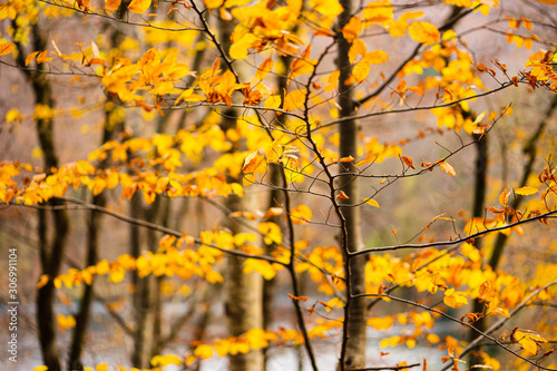 Branches and Autumn Leaves and Blurred Background