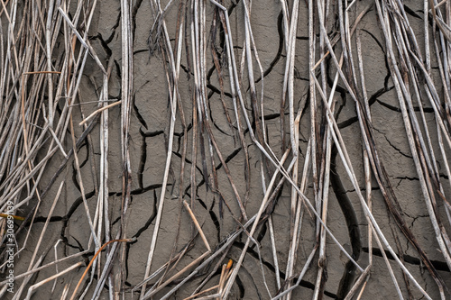 grey cracked soil without watering. dead grass laying over it photo